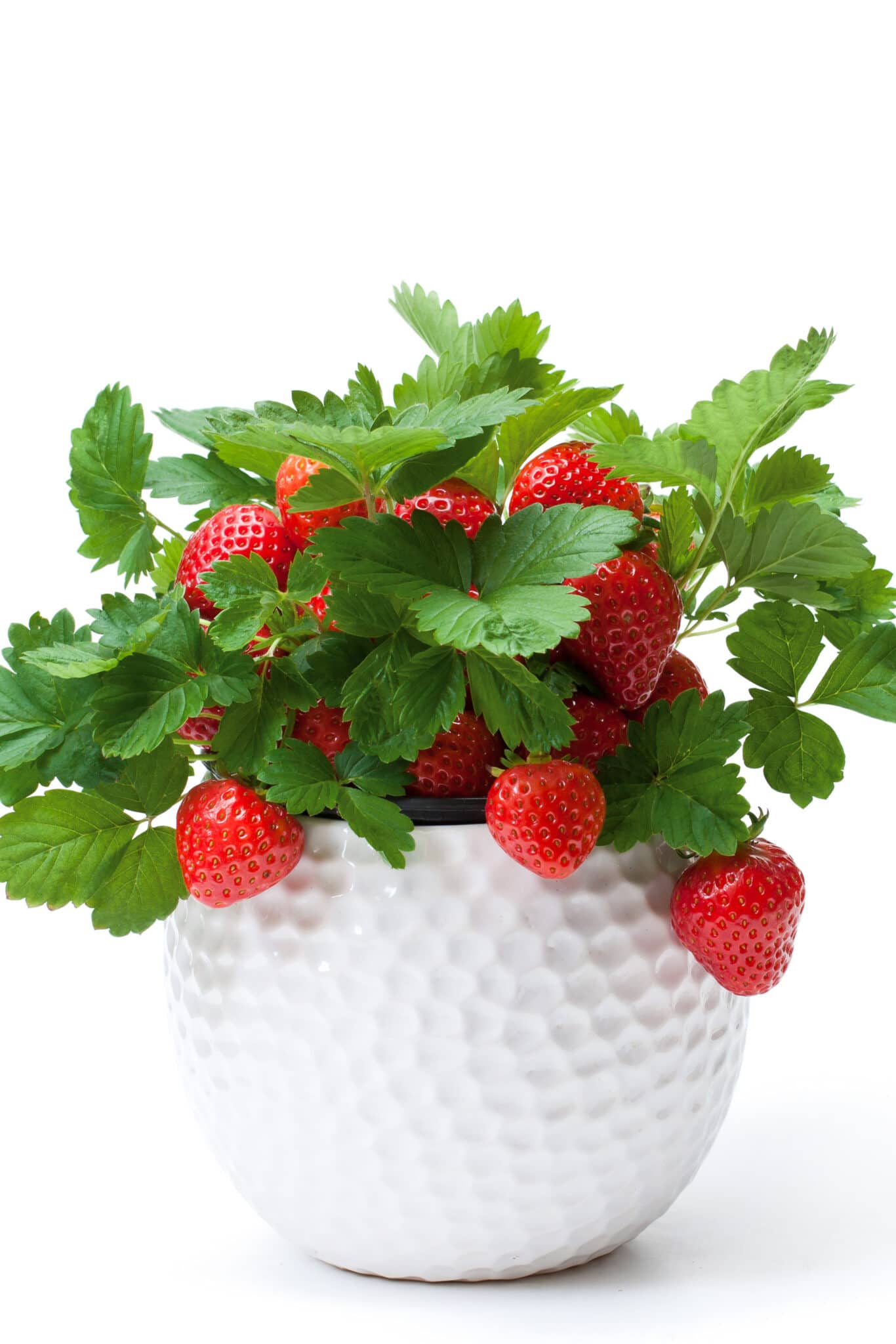 strawberry plants in pots