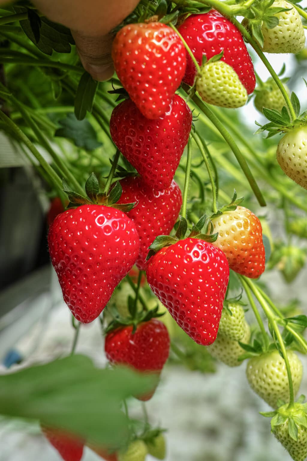 How To Grow Strawberries In Pots For BIG Harvests