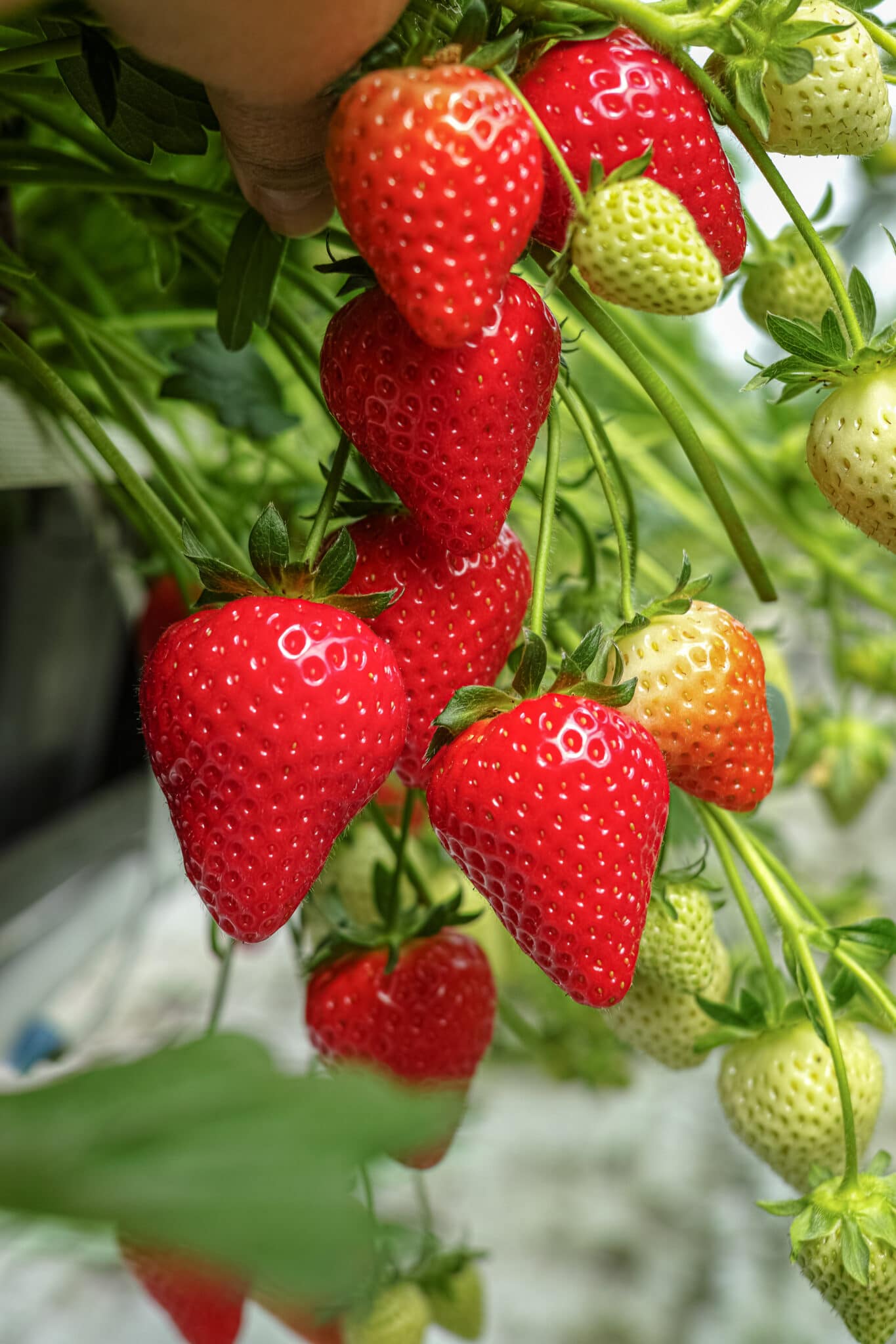 Harvesting of fresh ripe big red strawberry fruit.