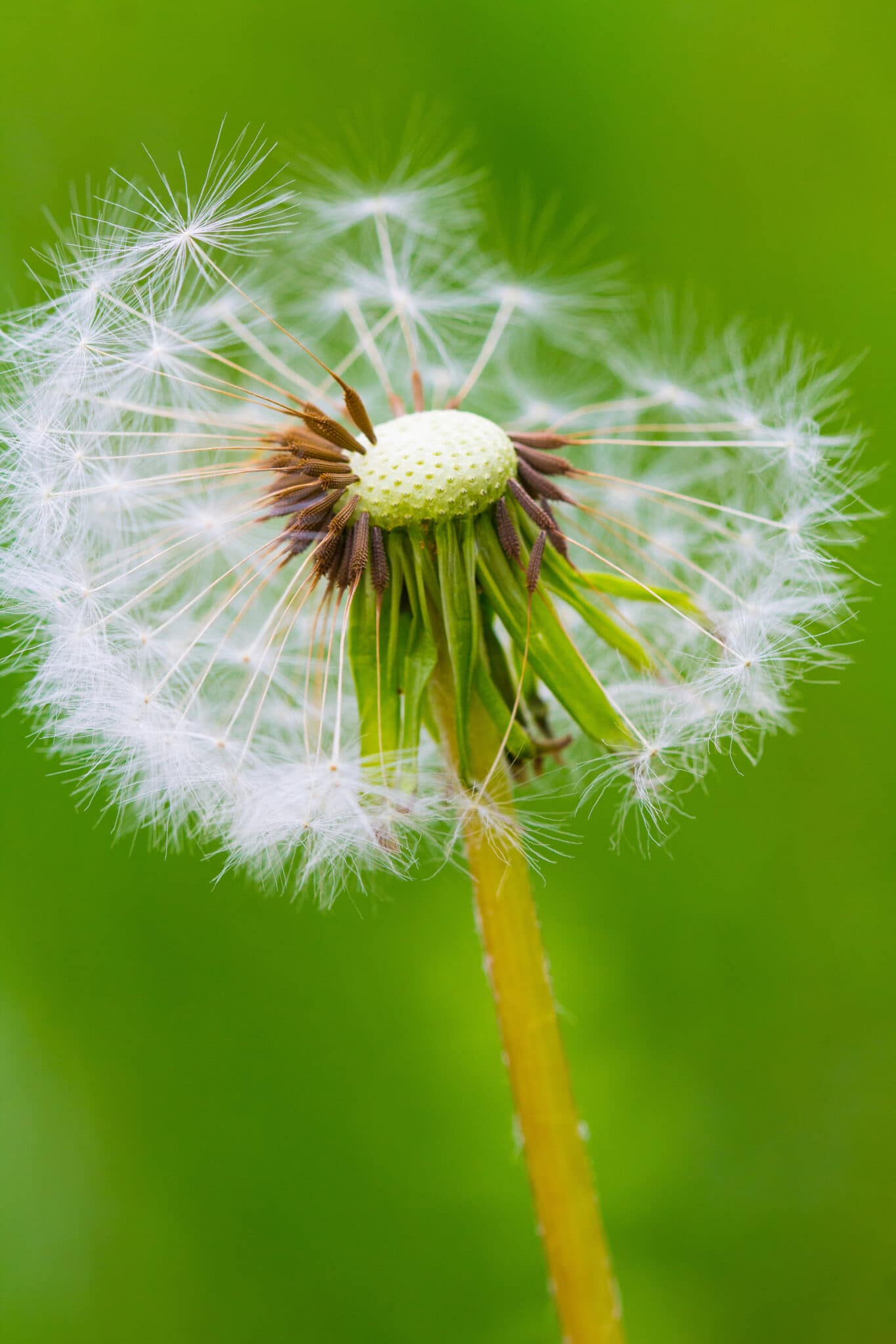 Dandelion weed seeds blowing off the bud.