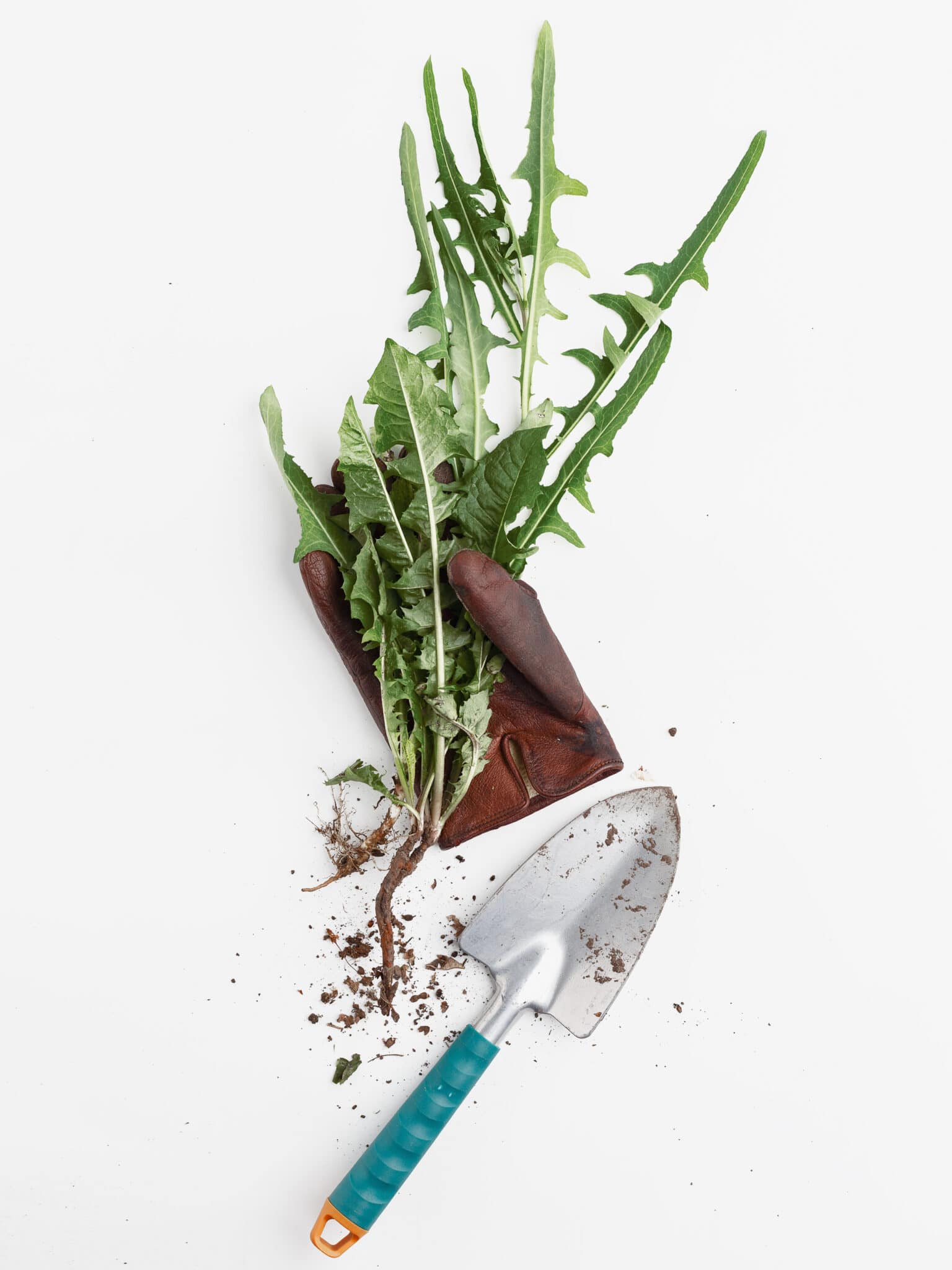 Pulled weeds grasped in a gardening glove.