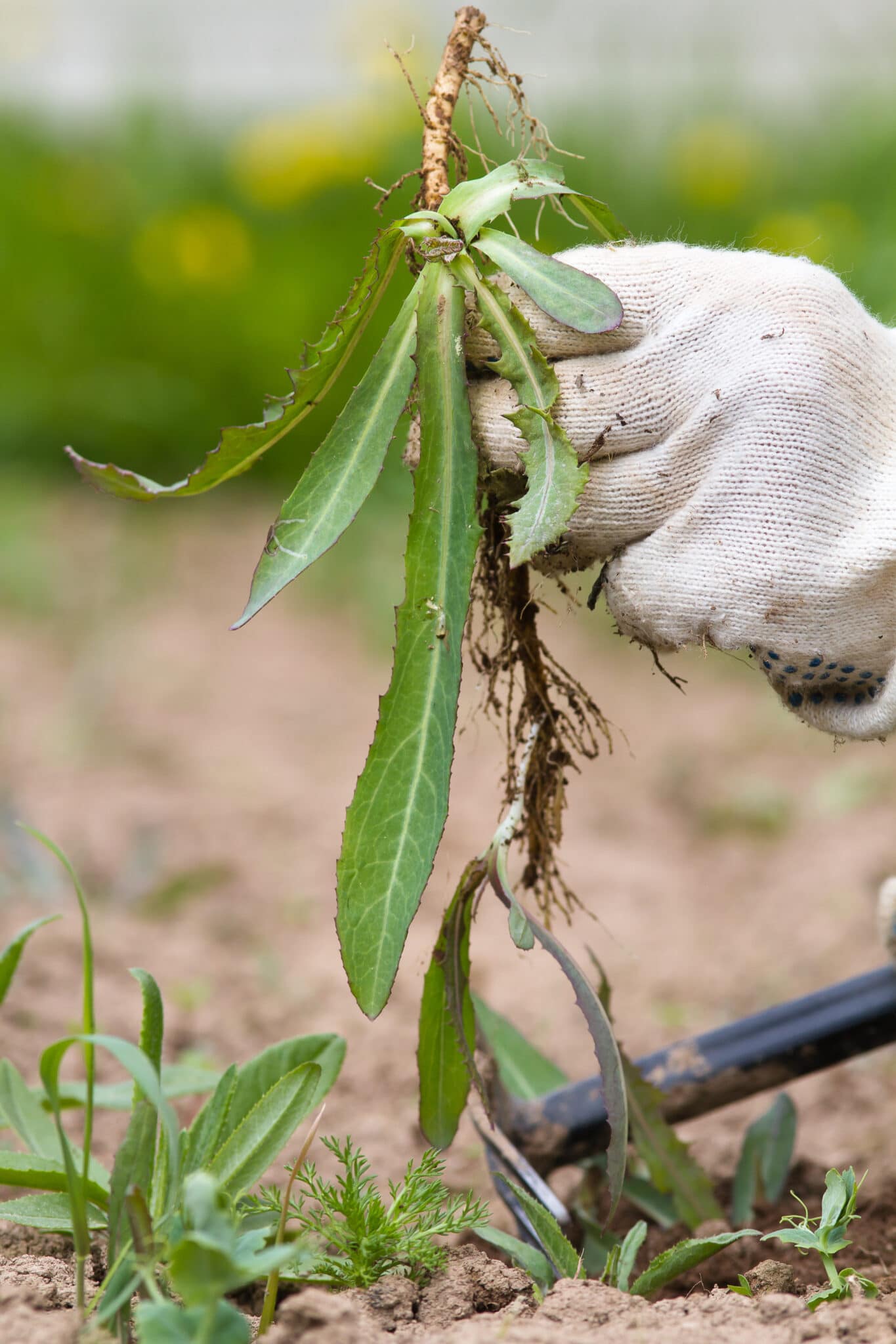 A weed being pulled from the garden, showing a long root.