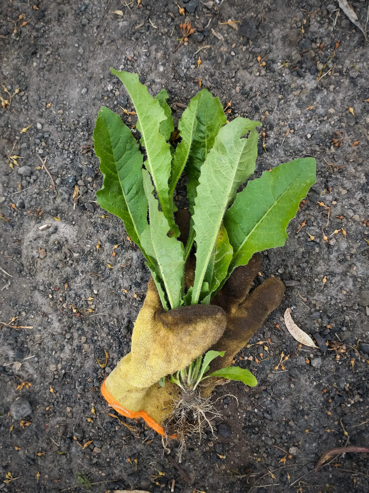 A weed freshly pulled from the garden.