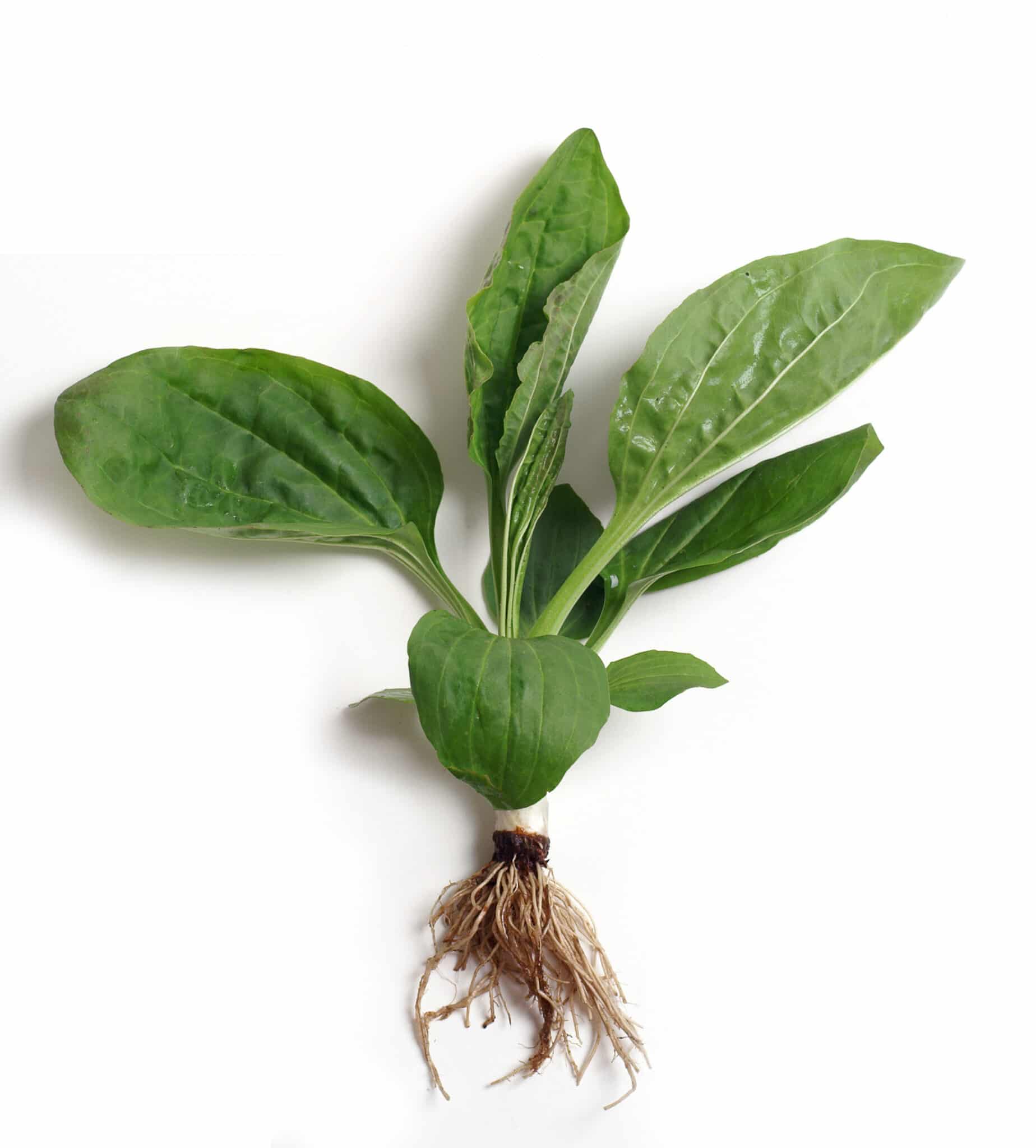 A weed pulled out by its roots.