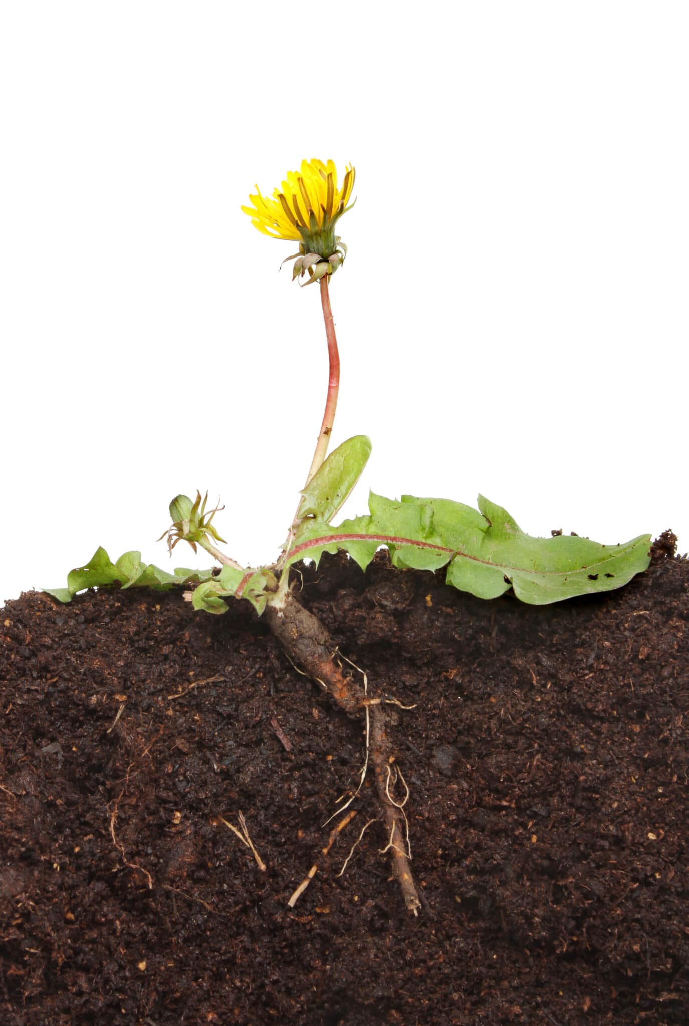 A cross section of soil showing how weeds grow deep into the ground.