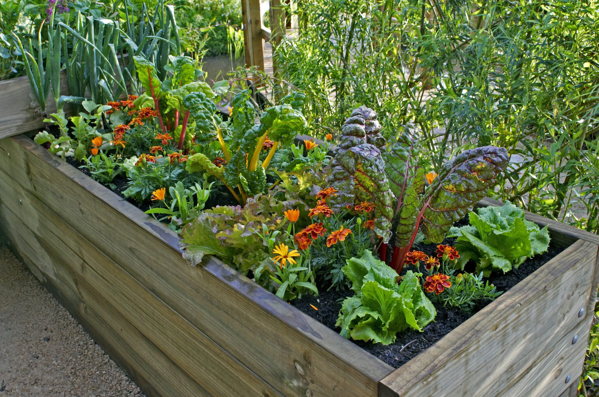 A raised bed full of vegetables growing closely together without weeds.