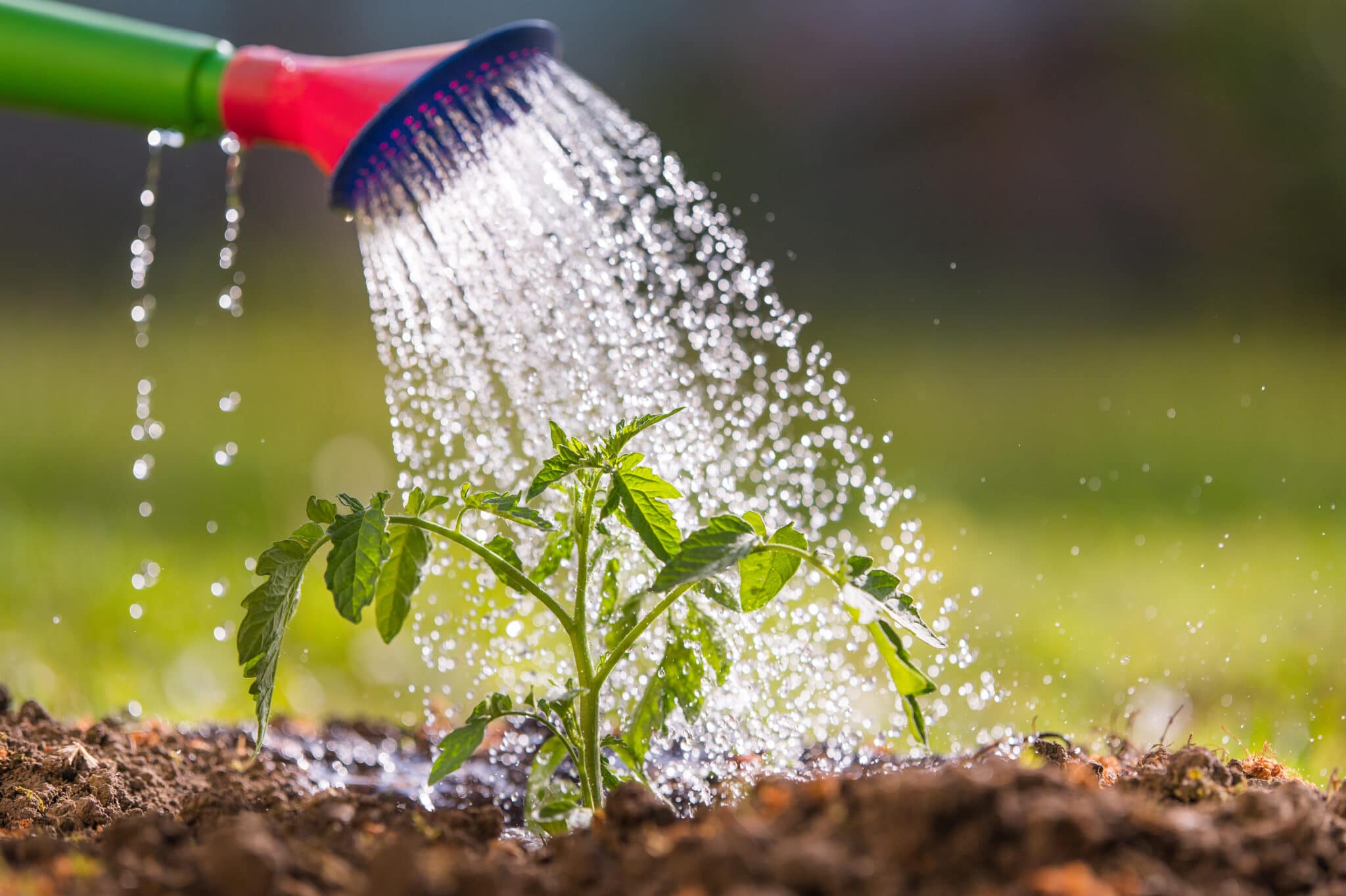 A young tomato plant being watered.