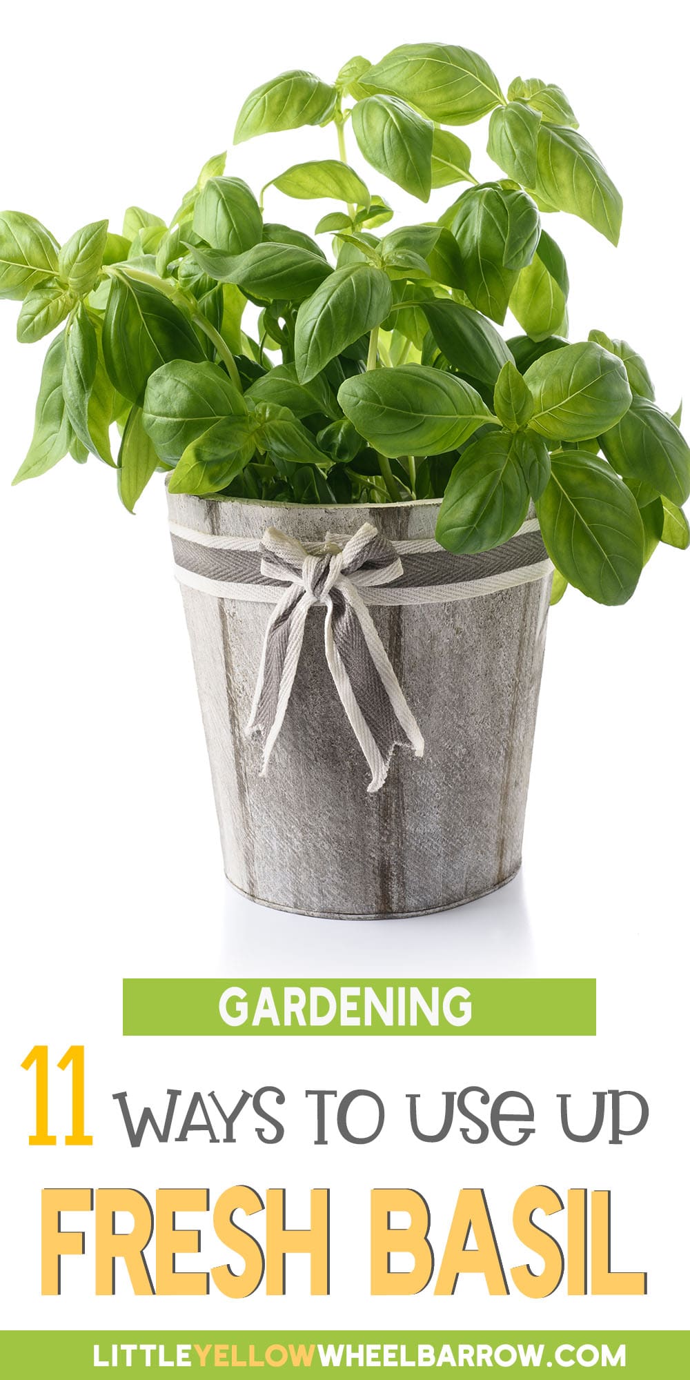 What to Do With Fresh Basil When Your Harvest is Too Big