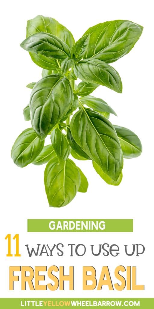 Have Too Much Basil? Here's What To Do With Extra Basil!