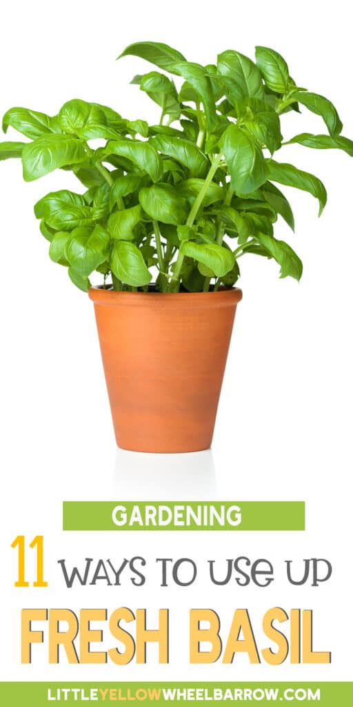 Have Too Much Basil? Here's What To Do With Extra Basil!