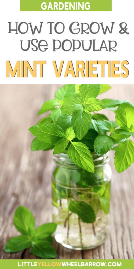 Types Of Mint Plants How To Grow And Use Popular Mint Varieties