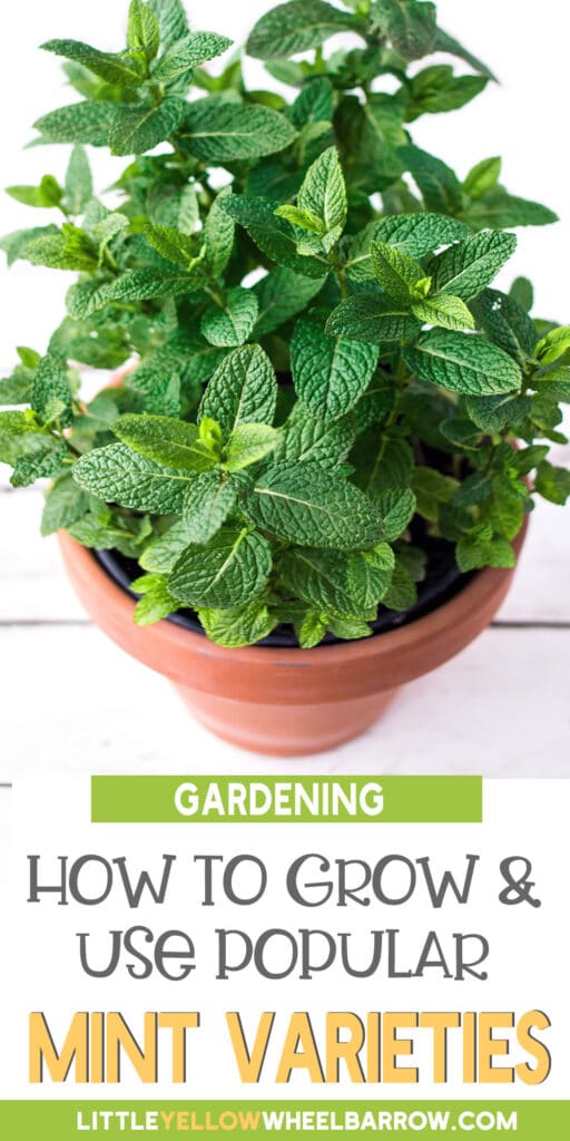 Types Of Mint Plants How To Grow And Use Popular Mint Varieties