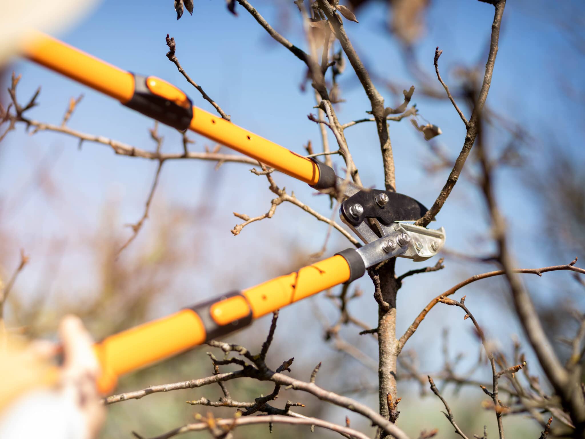 Extended pruning shears, or loppers, being used to cut a larger branch.