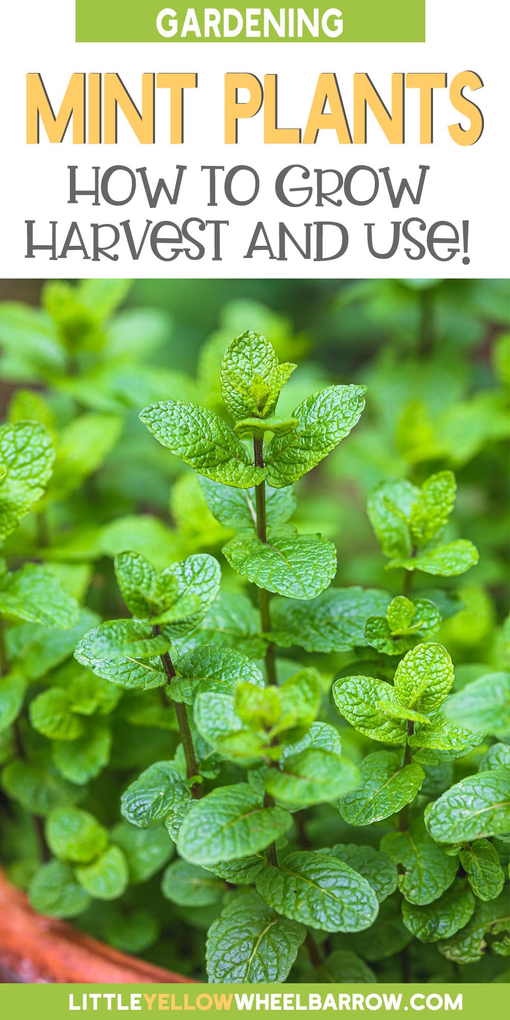 Pinterest Hidden Image