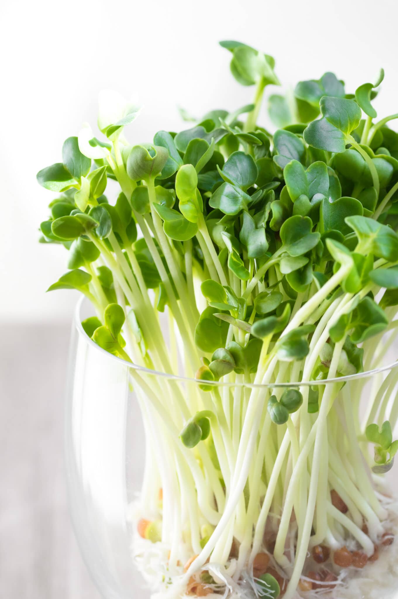 Sprouts in Glass Container under Natural Light from a window.