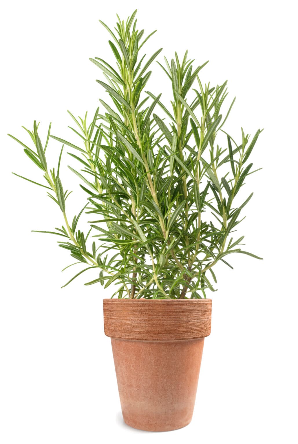 Rosemary Plants How To Grow, Harvest & Use Them (2022)