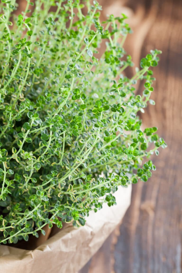 Thyme Plant Care: How To Grow, Harvest & Use It (2023)