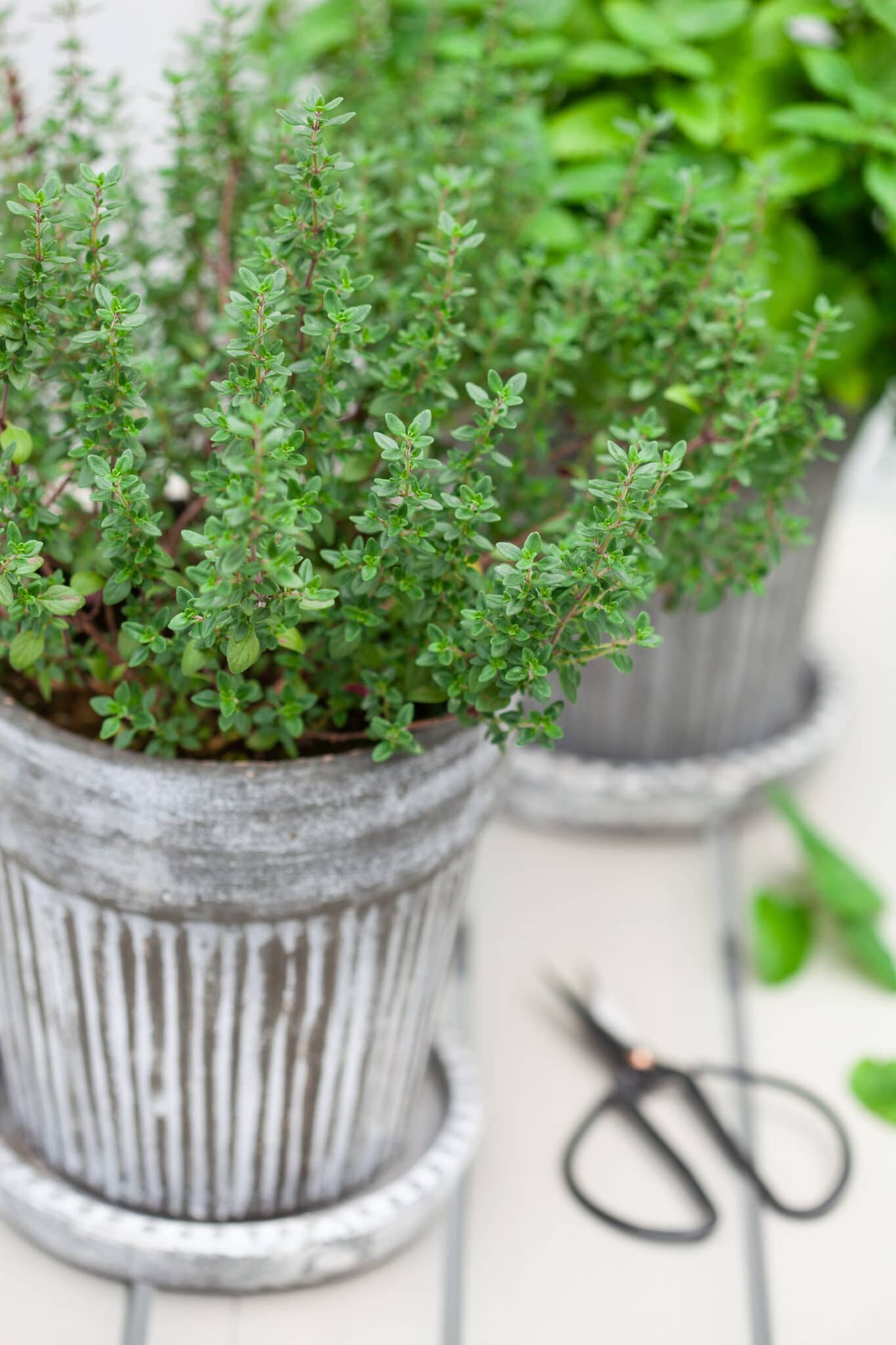 lemon balm and thyme herb in flowerpot on a rustic white wooden tabletop.
