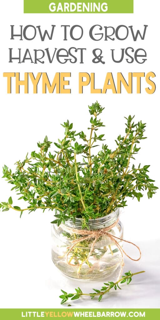 Thyme Plant Care How To Grow, Harvest & Use It (2022)