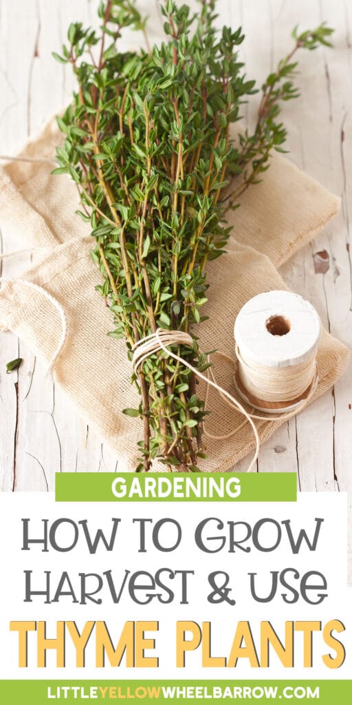 Thyme Plant Care How To Grow, Harvest & Use It (2022)