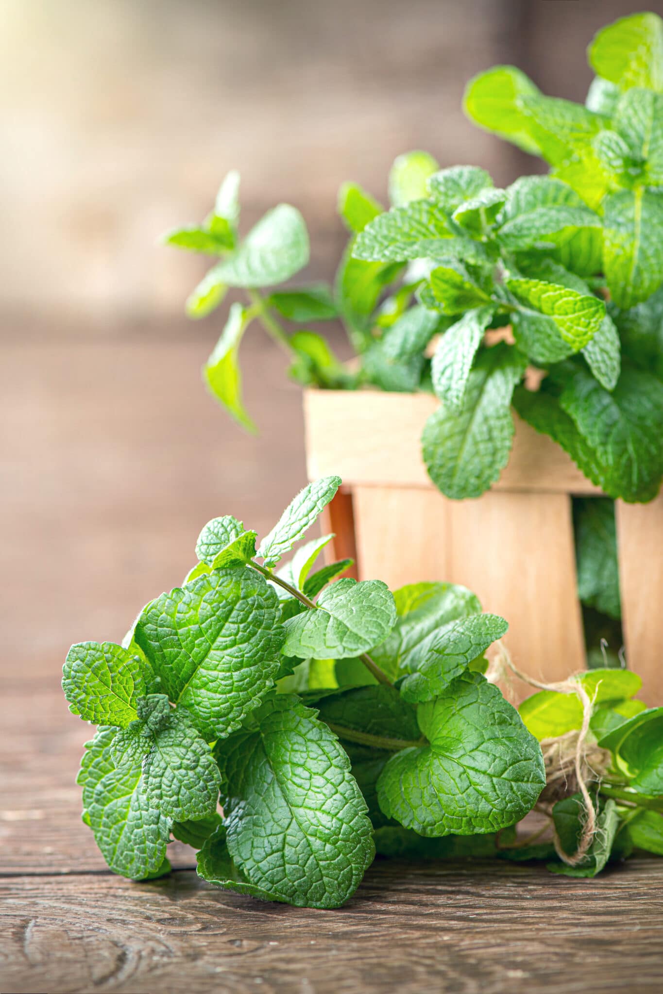 Mint in a small wooden harvest basket.