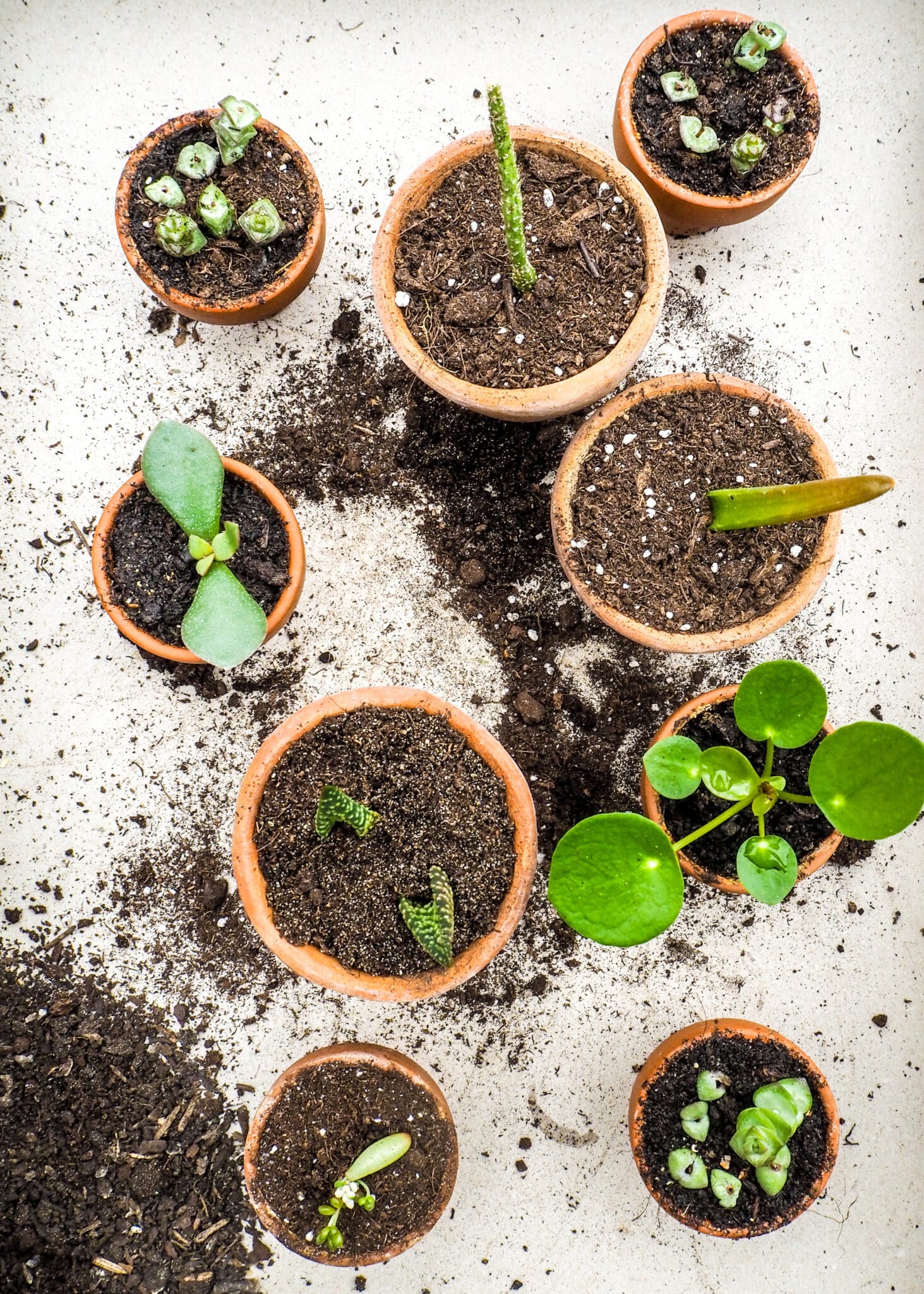 A variety of succulents propagated in small pots.