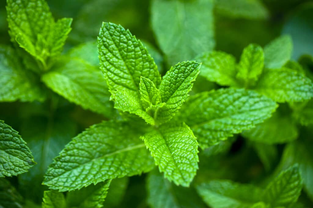 Types Of Mint Plants How To Grow And Use Popular Mint Varieties