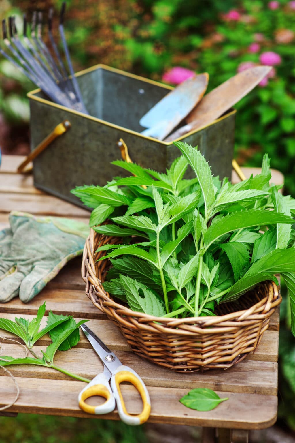 Types Of Mint Plants How To Grow And Use Popular Mint Varieties