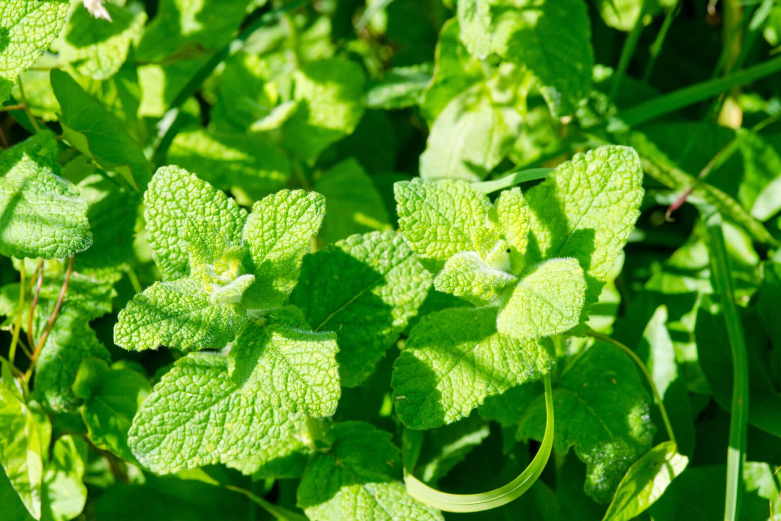Types Of Mint Plants How To Grow And Use Popular Mint Varieties