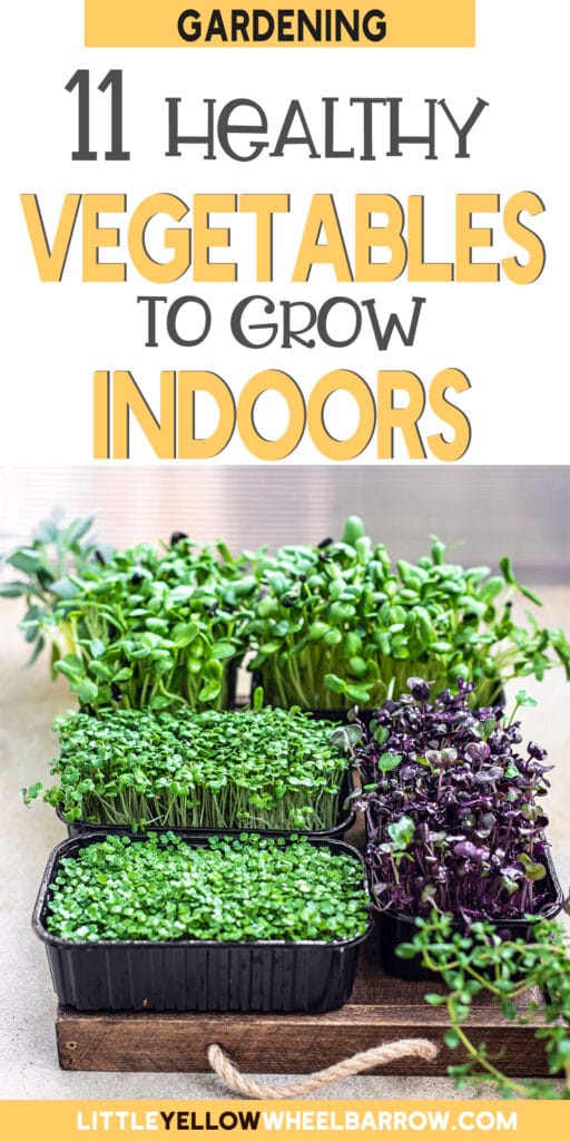 11 Of The Best Vegetables To Grow Indoors (2022)