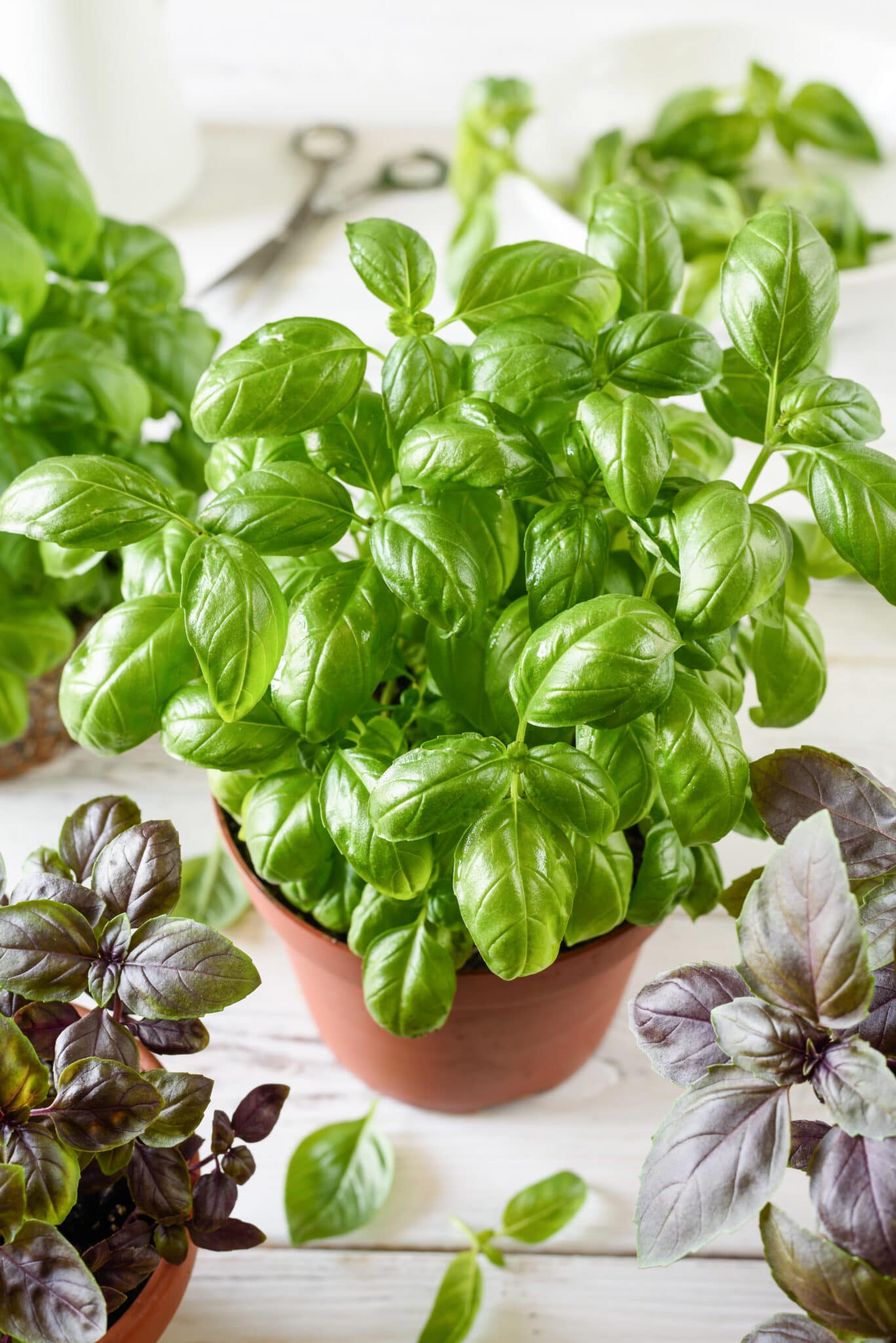 What to Do with Fresh Basil: Creative Ways to Use  Your Harvest