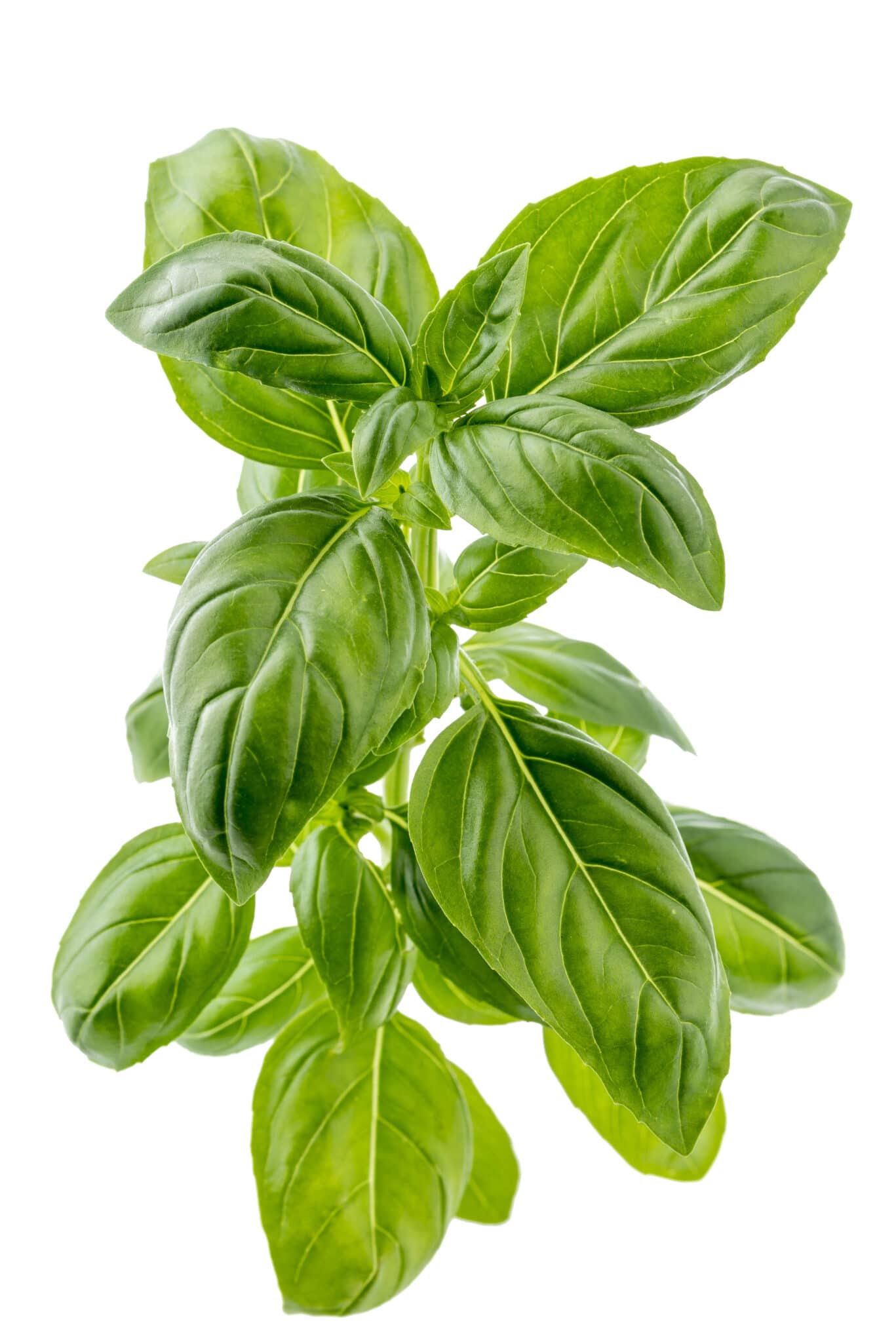 A large sprig of fresh green big leafed basil against a bright white background.