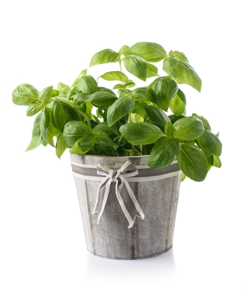 What to Do With Fresh Basil When Your Harvest is Too Big