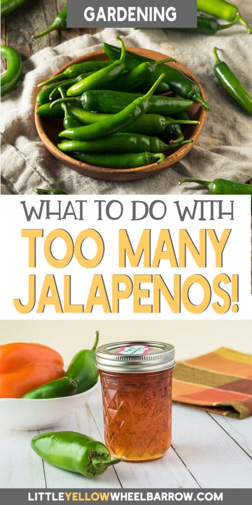 Have Too Many Jalapeños? Here's What To Do With Extra Jalapeños!