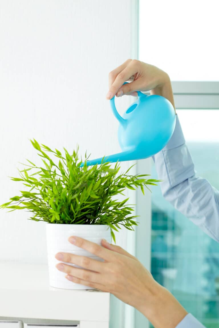 Helpful Checklist of MustHave Indoor Gardening Supplies