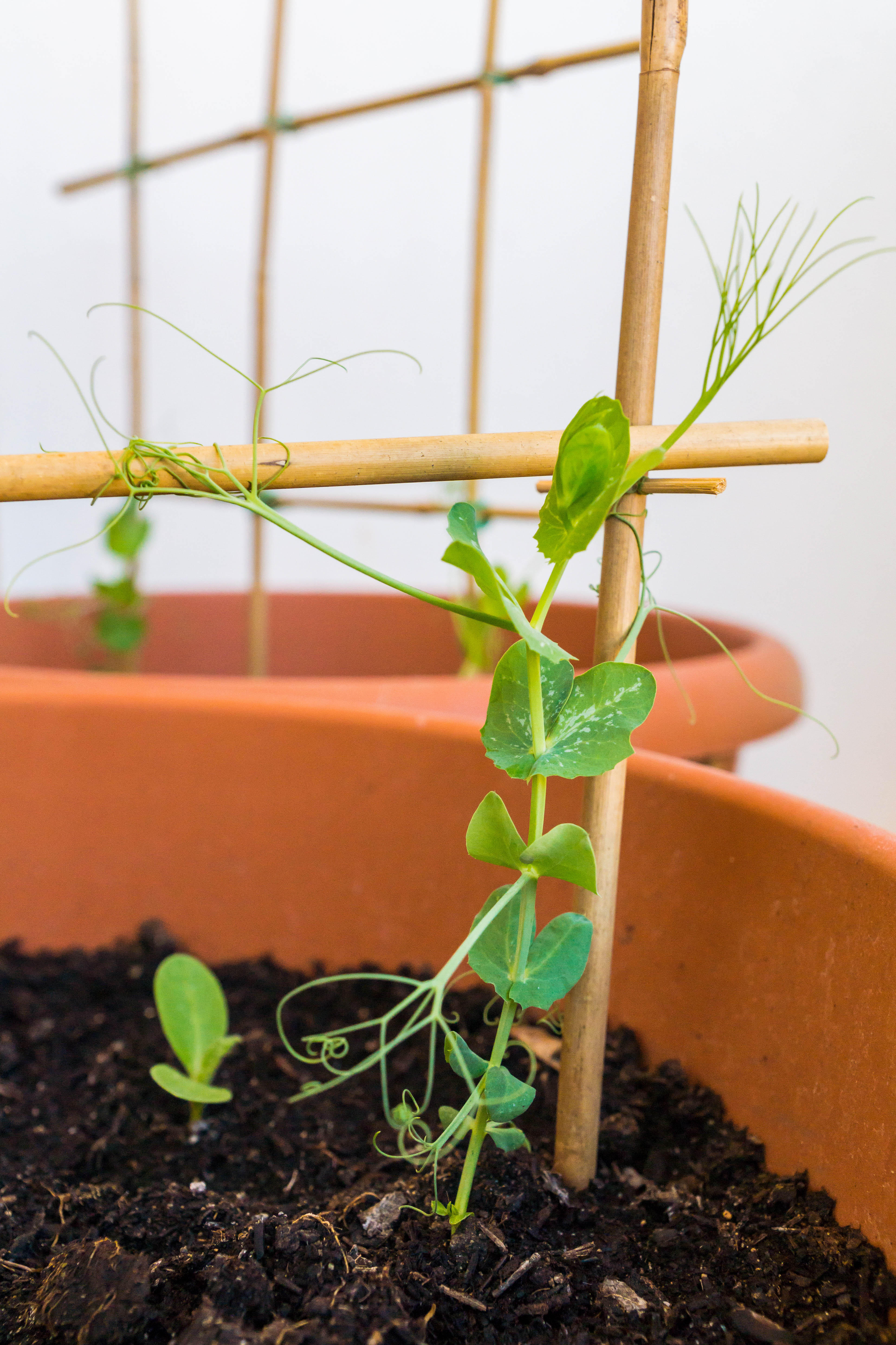 Helpful Checklist of MustHave Indoor Gardening Supplies