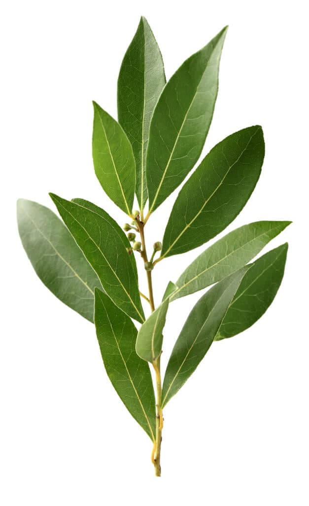 Bay Leaf Plant How To Grow, Harvest & Use Them