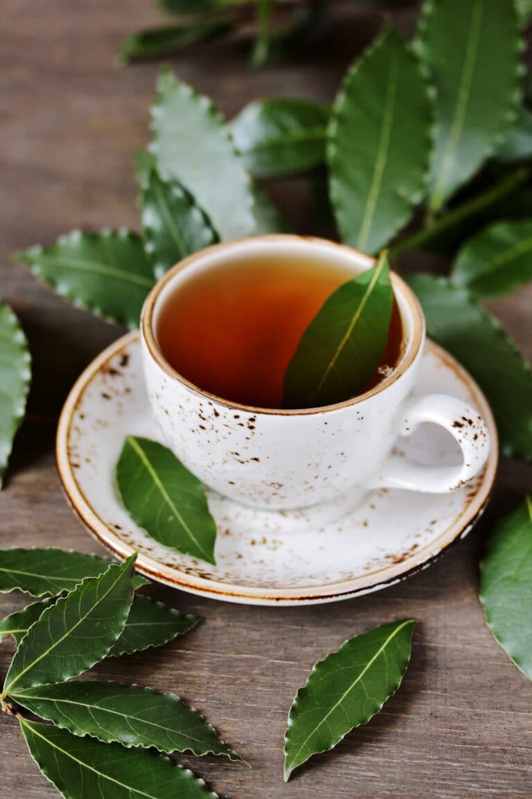 Bay Leaf Plant How To Grow, Harvest & Use Them
