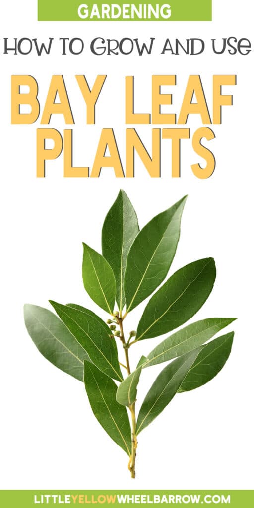 Bay Leaf Plant How To Grow, Harvest & Use Them