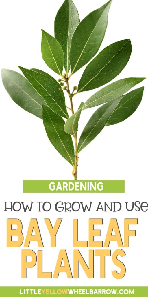 Bay Leaf Plant How To Grow, Harvest & Use Them
