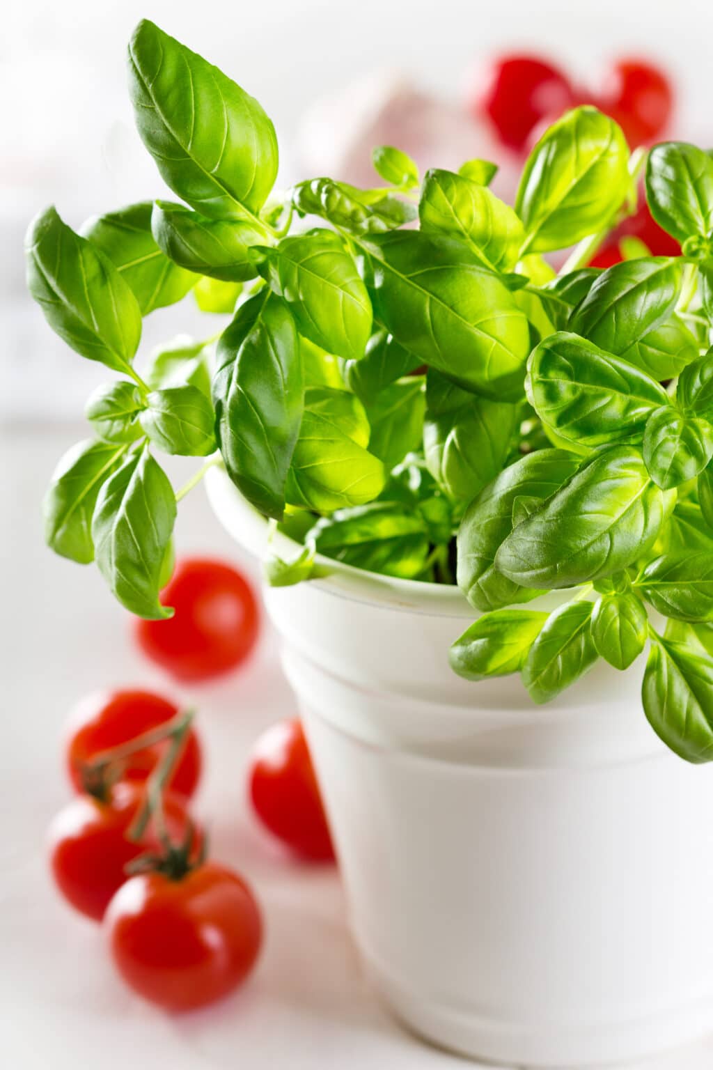 Basil Plants How To Grow, Harvest & Use Them
