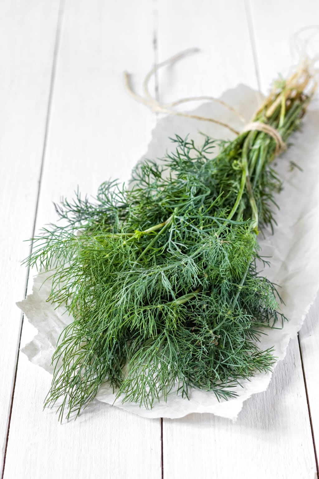 Dill Plants How To Grow, Harvest & Use Them