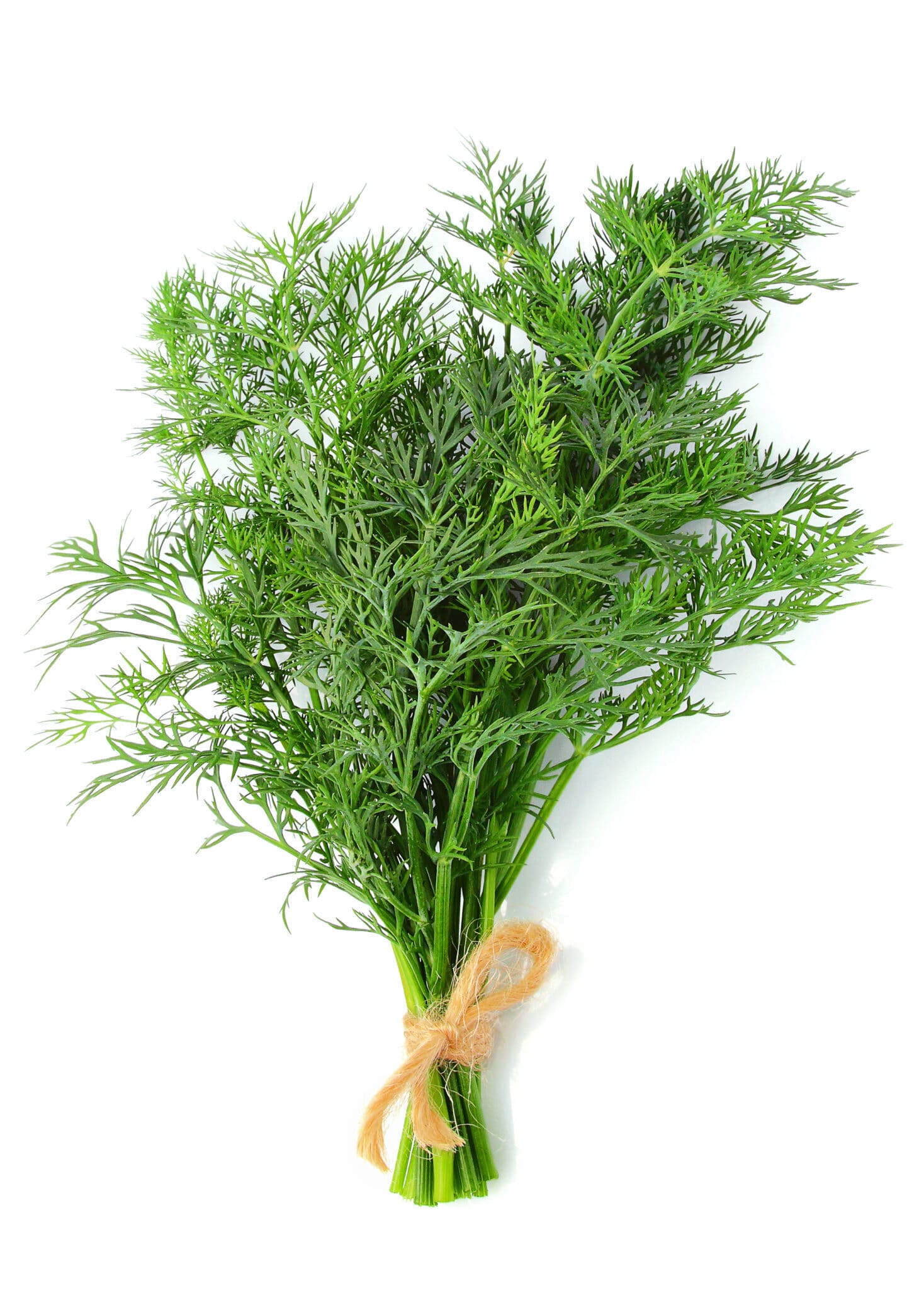 Bunch of dill isolated vertically on a white background.