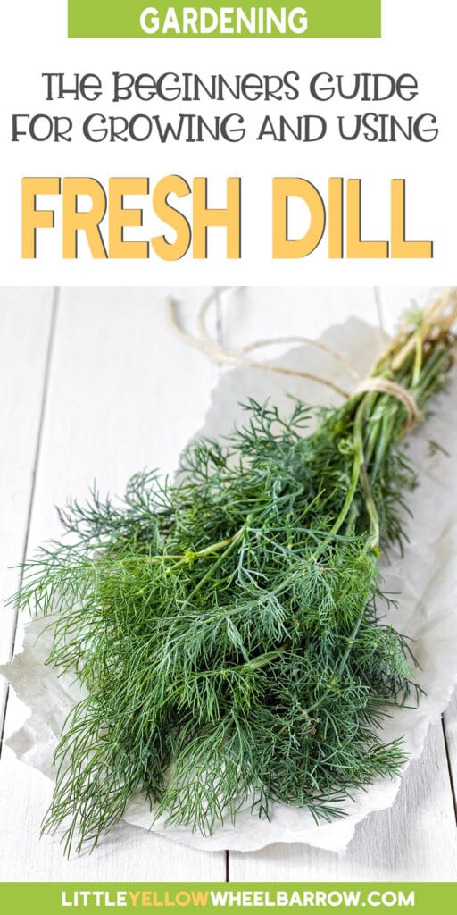 Dill Plants How To Grow, Harvest & Use Them