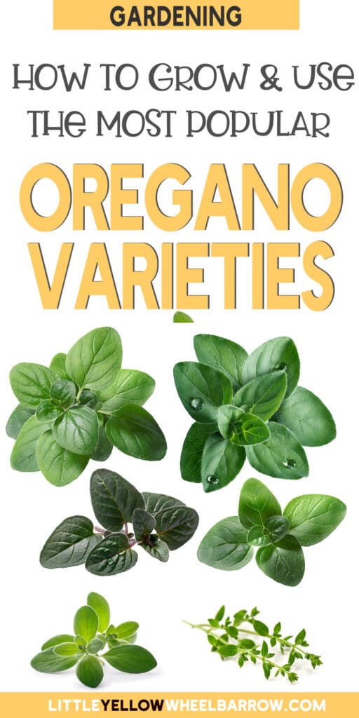 Types Of Oregano How To Grow And Use Popular Oregano Varieties
