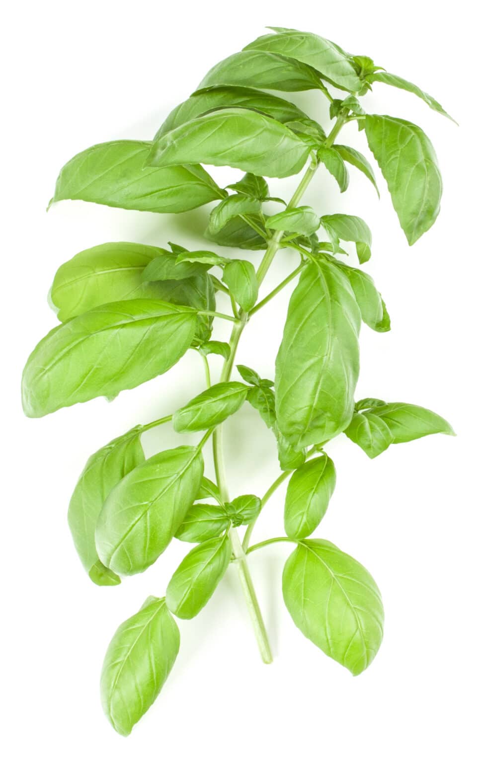 Types Of Basil 7 Top Varieties for Your Garden