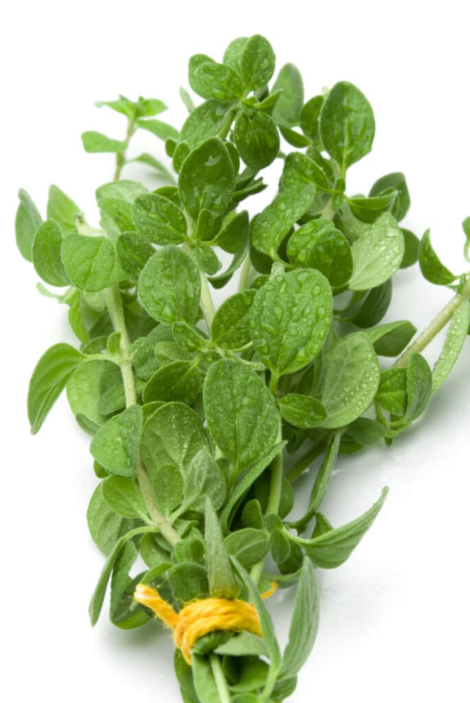 7 Types Of Oregano For Your Garden and Kitchens