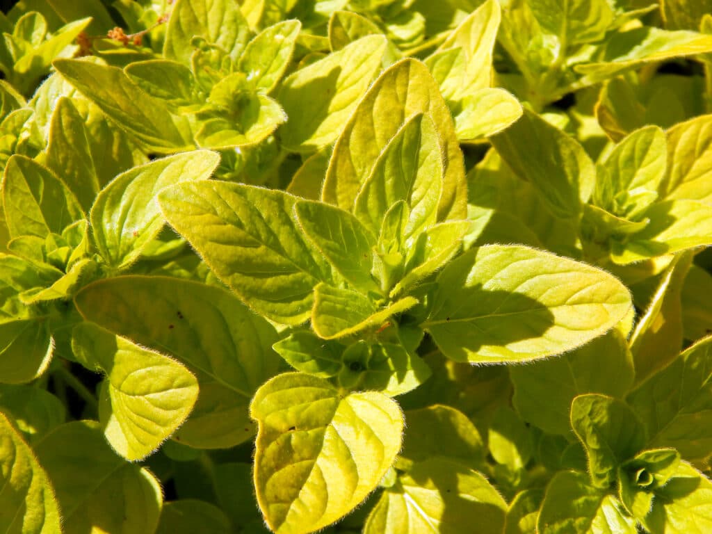 7 Types Of Oregano For Your Garden and Kitchens