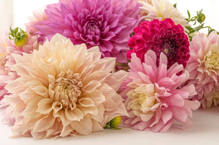 How To Dry Out DahliasThe Best Preserving Method