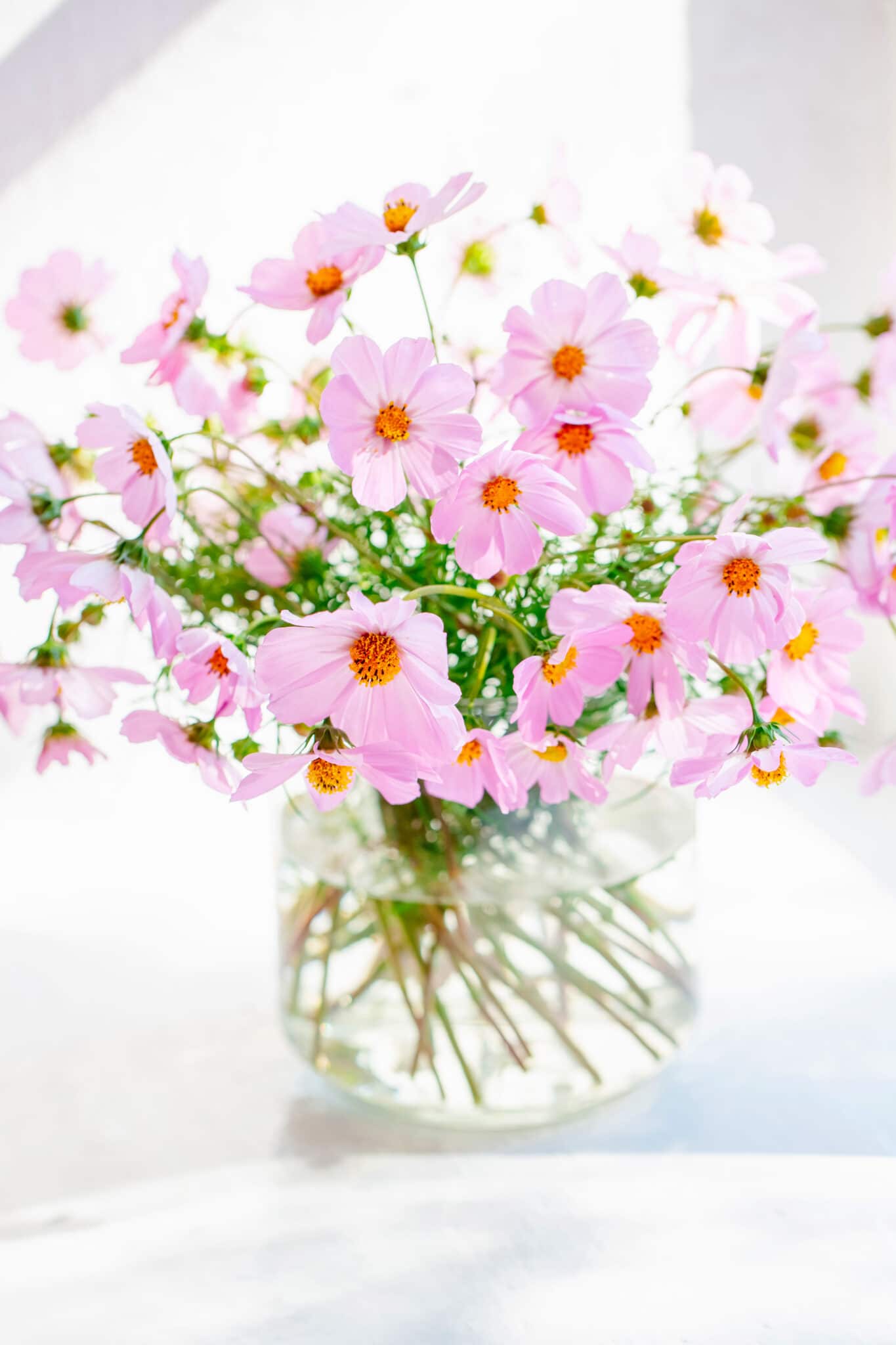 Bouquet of pink flowers. Cosmos flowers picked from the garden and placed in a clear glass vase. 